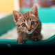 This kitten wants to reduce harmful greenhouse gases.